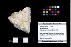 Foto (Objekt + Etikett) von Decapoda indet.  (NHMW-GEO-1990-0041-2788)